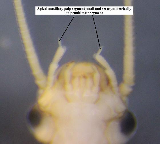 perlodid mouthparts